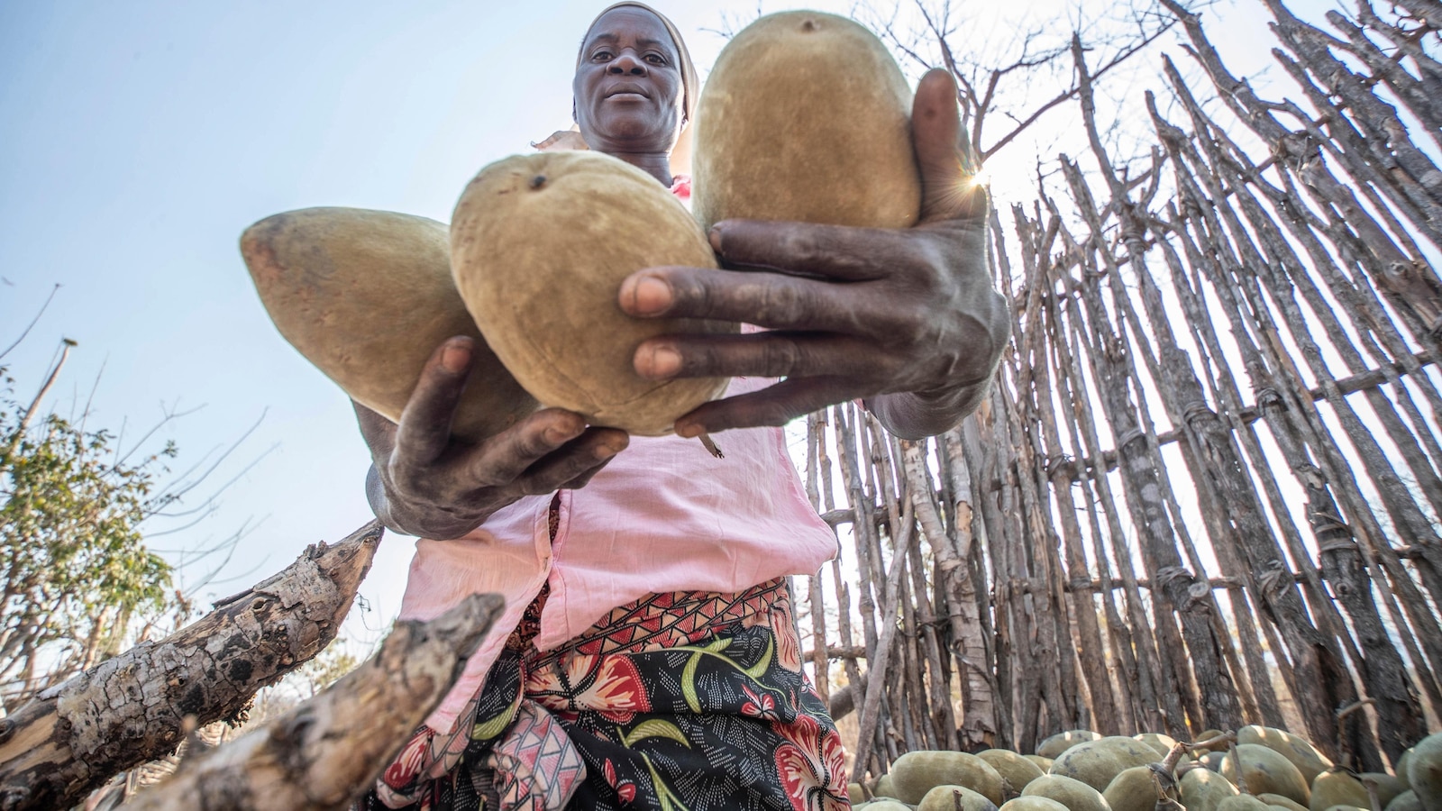 An ancient African tree provides a new 'superfood' but local harvesters are barely surviving